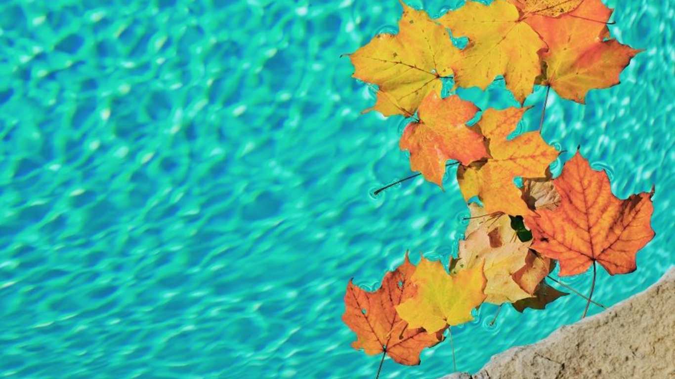 Leaves in Swimming Pool