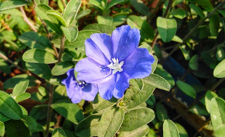 blue-daze-flower-backyard-garden