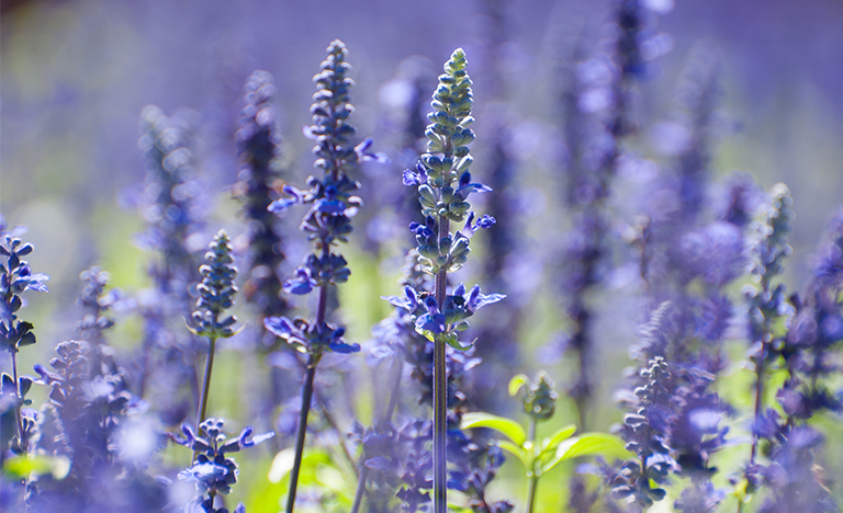 blue-salvia-garden-backyard-flower