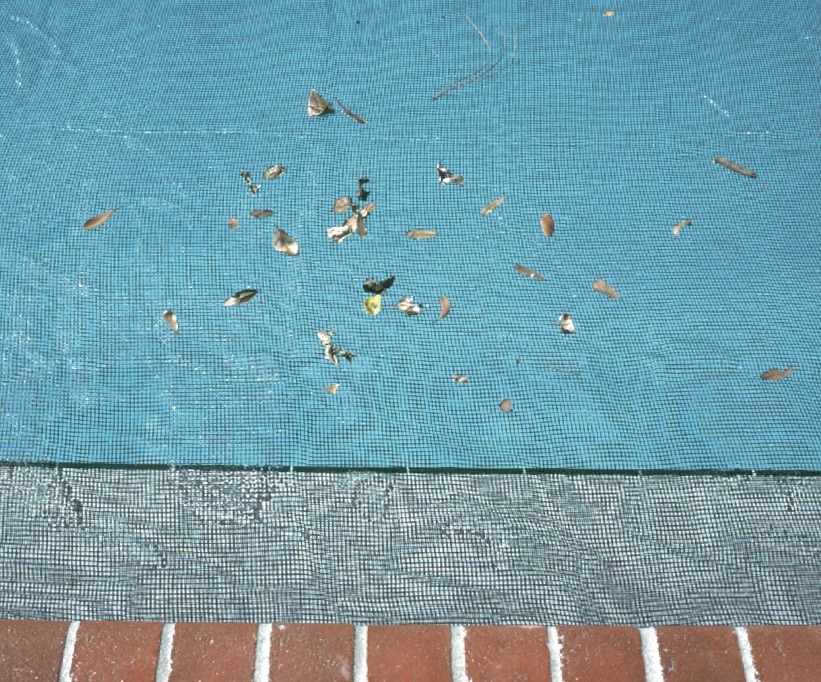 leaf net on swimming pool